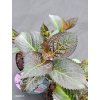 HYDRANGEA MACROPHYLLA 'SWEET LIPS' purple kak2