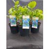 HYDRANGEA MACROPHYLLA 'SWEET LIPS' blue kak