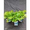 HYDRANGEA MACROPHYLLA 'SWEET LIPS' blue kak1