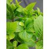 HYDRANGEA MACROPHYLLA 'SWEET LIPS' blue kak3