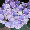 HYDRANGEA MACROPHYLLA 'SWEET LIPS blue ist