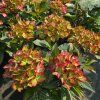 HYDRANGEA MACROPHYLLA 'SWEET LIPS' pink kak1