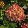 HYDRANGEA MACROPHYLLA 'SWEET LIPS' pink kak2