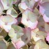 HYDRANGEA MACROPHYLLA 'SWEET LIPS pink ist