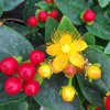 HYPERICUM 'MIRACLE ATTRACTION_ist