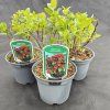 HYPERICUM 'MIRACLE ATTRACTION' kak