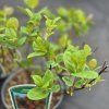 HYPERICUM 'MIRACLE ATTRACTION' kak1