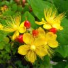 HYPERICUM 'MIRACLE ATTRACTION_ist
