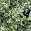 LIGUSTRUM IBOTA 'MUSLI kak8
