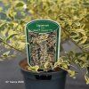LIGUSTRUM IBOTA 'MUSLI' kak1