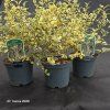 LIGUSTRUM IBOTA 'MUSLI' kak2