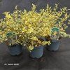 LIGUSTRUM IBOTA 'MUSLI' kak3