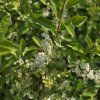 LIGUSTRUM IBOTA 'MUSLI' kak2