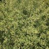 LIGUSTRUM IBOTA 'MUSLI' kak4