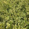 LIGUSTRUM IBOTA 'MUSLI' kak5