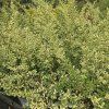 LIGUSTRUM IBOTA 'MUSLI' kak6
