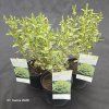 LIGUSTRUM OVALIFOLIUM 'ARGENTEUM' kak1
