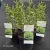 LIGUSTRUM OVALIFOLIUM 'ARGENTEUM' kak2