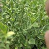 LIGUSTRUM OVALIFOLIUM 'ARGENTEUM' kak2