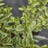LIGUSTRUM OVALIFOLIUM 'ARGENTEUM' kak