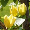 MAGNOLIA 'YELLOW LANTERN' ist1
