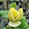 MAGNOLIA 'YELLOW LANTERN' ist2