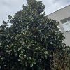 MAGNOLIA GRANDIFLORA kak3