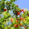 PUNICA GRANATUM ist1