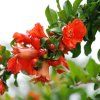 PUNICA GRANATUM ist2