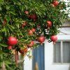 PUNICA GRANATUM ist