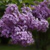 SYRINGA VULGARIS 'GENERAL PERSHING ist1