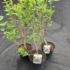 SYRINGA VULGARIS 'GENERAL PERSHING' kak