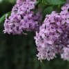 SYRINGA VULGARIS 'GENERAL PERSHING ist