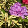 RHODODENDRON 'BLATTGOLD'