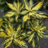 RHODODENDRON 'BLATTGOLD' kak