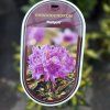 RHODODENDRON 'BLATTGOLD' kak1
