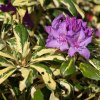 RHODODENDRON 'BLATTGOLD'