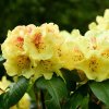 RHODODENDRON 'JUNIGOLD' _ist1