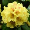 RHODODENDRON 'JUNIGOLD' _ist