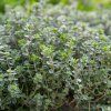THYMUS VULGARIS ist2