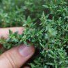 THYMUS VULGARIS ist1