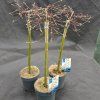 SALIX REPENS 'IONA' kak