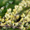SALIX REPENS 'IONA' (VŔBA) 40KM_ist