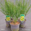 CYTISUS × PRAECOX 'LUNA' kak