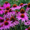 ECHINACEA PURPUREA (ECHINACEA)_istock