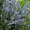 ROSMARINUS OFFICINALIS_ist