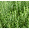 ROSMARINUS OFFICINALIS shutt