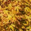 ACER PALMATUM 'ORANGE DREAM' ist2