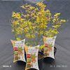 ACER PALMATUM 'ORANGE DREAM' kak