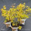 ACER PALMATUM 'ORANGE DREAM' kak1